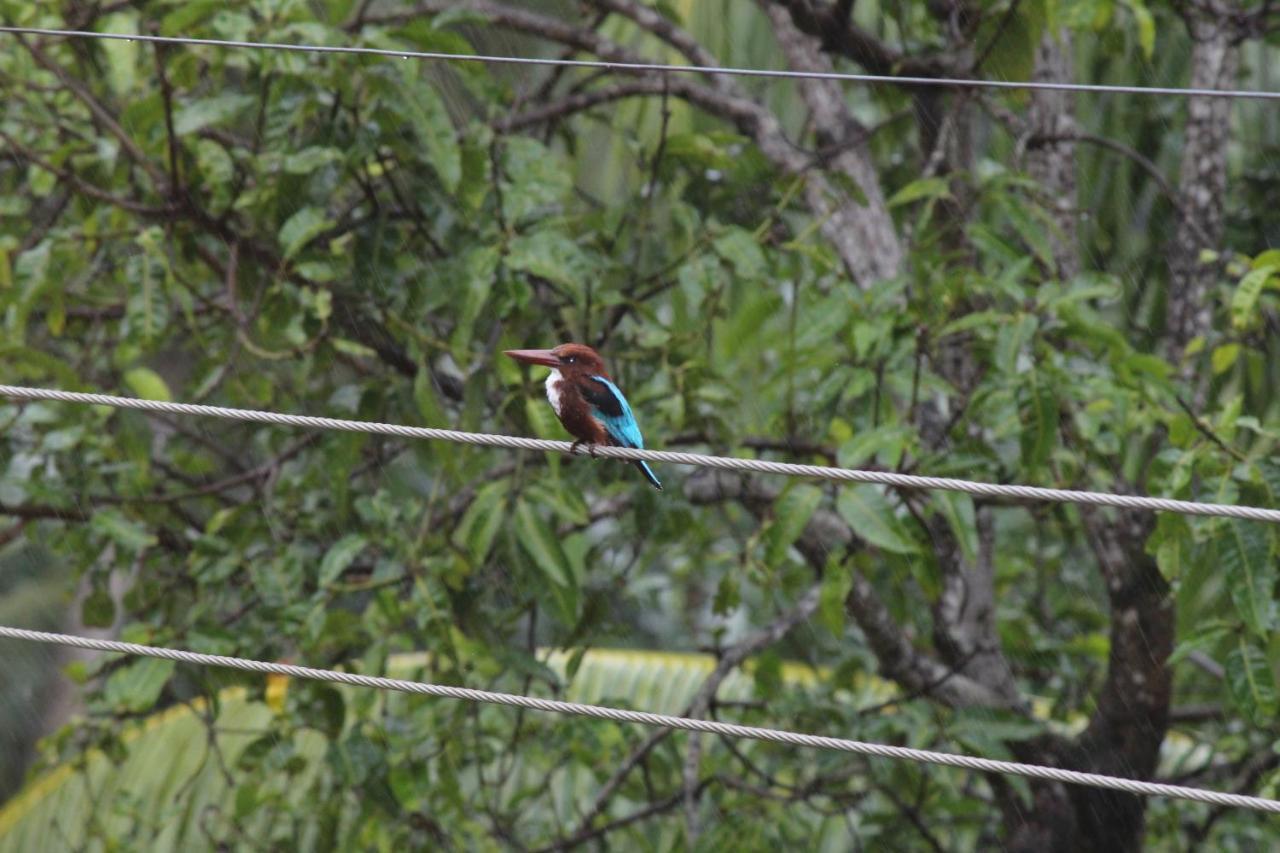 Bird'S Nest By Natures Bliss Ragama Buitenkant foto